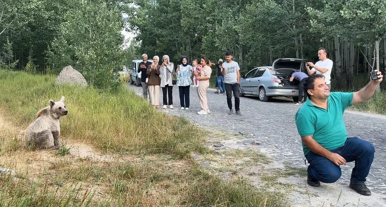 Bitlis'te ayı ile selfie çekip cips ikram ettiler