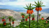 Diyarbakır’ın mucizesi: Sakız Dağı’nda ters lale mevsimi