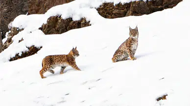 Vaşak ailesi Tunceli’de ilk kez görüntülendi