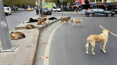 Sahipsiz köpeklerin saldırısı sonrası yüksekova belediyesi hakkında soruşturma başlatıldı