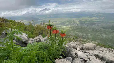 Diyarbakır’da endemik ters lale görüntülendi