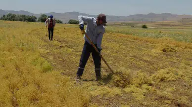 Batman’da mercimek hasadına kuraklık gölgesi