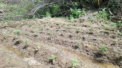 Bingöl’de uyuşturucu imalatına karşı 330 kök kenevir operasyonu