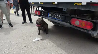 Kontrolünü kaybeden pitbull kadına saldırdı
