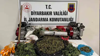 Diyarbakır’da kenevir operasyonu: 2 bin kök kenevir ele geçirildi