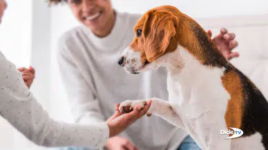 ABD'de köpekler artık aile üyesi kabul edilecek