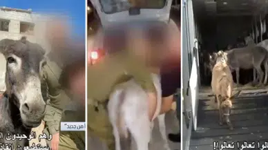 Gazze'de 60 insanı öldüren İsrail, Gazze'de eşekleri kurtarmakla övündü