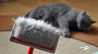"Kedi tüyünden ölmek mümkün değil"