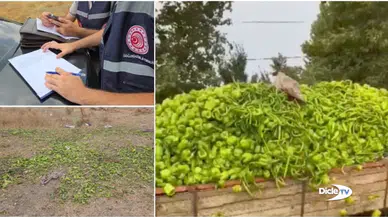 "Para etmeyen biberleri" hayvanlara veren çiftçi hakkında inceleme