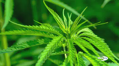 Marihuana kullanan her üç kişiden biri bağımlı oluyor