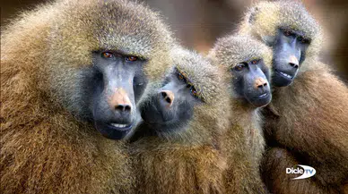 Nürnberg Hayvanat Bahçesi'nde 12 babun "yer yok" denilerek öldürüldü