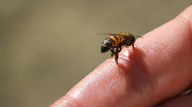Rize’de arı sokması sonucu bir kişi hayatını kaybetti