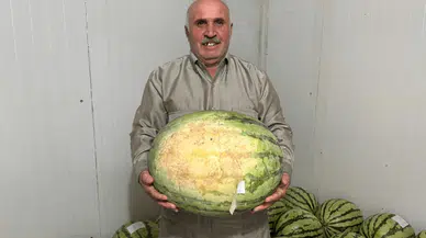 Diyarbakır'da karpuz yarışmasına sayılı günler kaldı