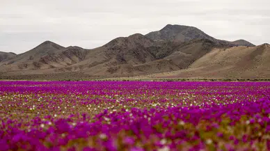 Dünyanın en kurak çölü Atacama'da çiçekler açtı