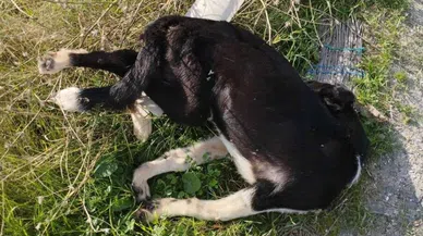 Denizli’de sokak köpekleri toplu halde ölü bulundu