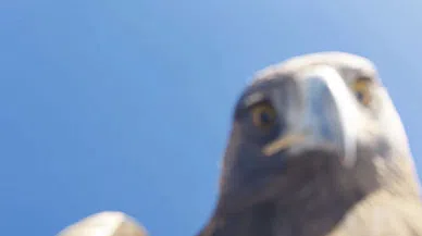 Dersim'de kartal dronu havada kaptı: Dağın zirvesine bıraktı