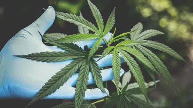Araştırma: Tıbbi marihuana işe yaramıyor