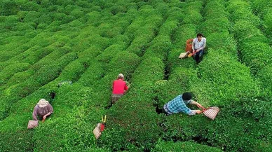 39 yıllık serüven bitti: Lipton Türkiye'de artık çay üretmeyecek