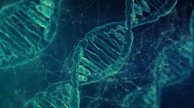 Araştırma: Erkek cinsiyetini belirleyen Y kromozomu yok oluyor