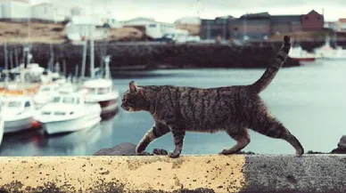 İspanya'da kaybolan kedi 250 km yürüyerek evine döndü