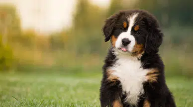 Araştırma: Köpekler kulak misafiri olup kelime öğreniyor
