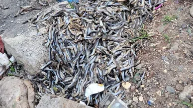 Diyarbakır'da balık skandalı!