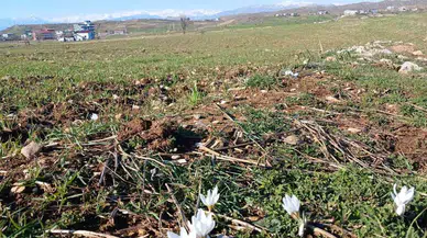Diyarbakır'da çiğdem çiçek şenlendi