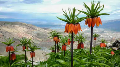 Diyarbakır’ın mucizesi: Sakız Dağı’nda ters lale mevsimi