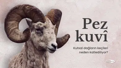 Pezkuvî: Kutsal dağların keçileri neden katlediliyor?