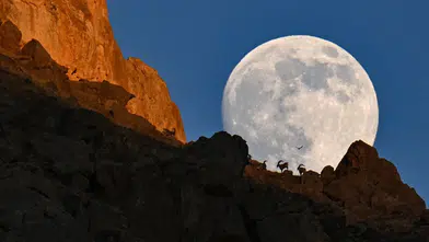 Dolunayın Altında Van’ın Yaban Keçileri Görüntülendi