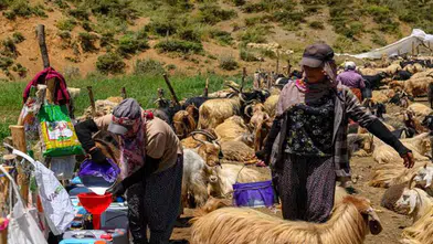 Hakkari Dağlarında Yeni Dönem: Kürt Çobanlar Topraklarına Dönüyor