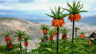 Diyarbakır’ın mucizesi: Sakız Dağı’nda ters lale mevsimi