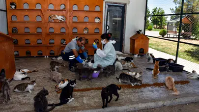 Diyarbakır hayvan bakımevi 2025’in ilk yarısında yoğun çalıştı