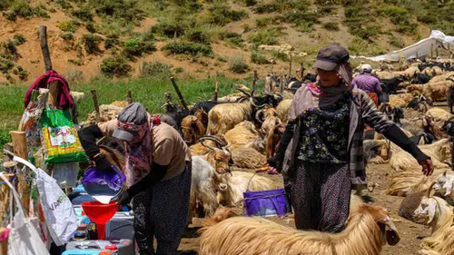 Hakkari Dağlarında Yeni Dönem: Kürt Çobanlar Topraklarına Dönüyor