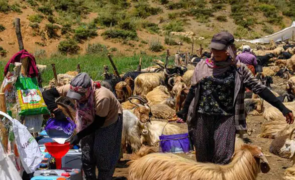 Hakkari Dağlarında Yeni Dönem: Kürt Çobanlar Topraklarına Dönüyor