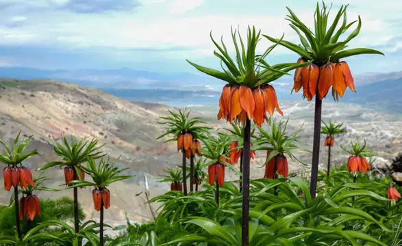 Diyarbakır’ın mucizesi: Sakız Dağı’nda ters lale mevsimi