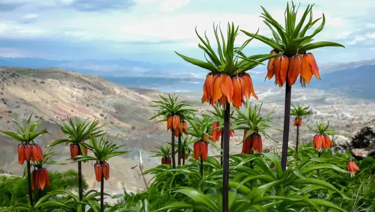 Diyarbakır’ın mucizesi: Sakız Dağı’nda ters lale mevsimi
