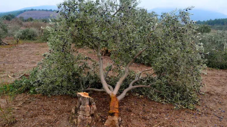 Muğlalı Köylülerden Çağrı: 14 Eylül’de Mitinge Gelin
