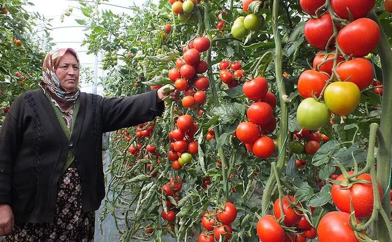 Bedava Domatesin İstanbul’a Yolculuğu Bile 20 TL Oldu