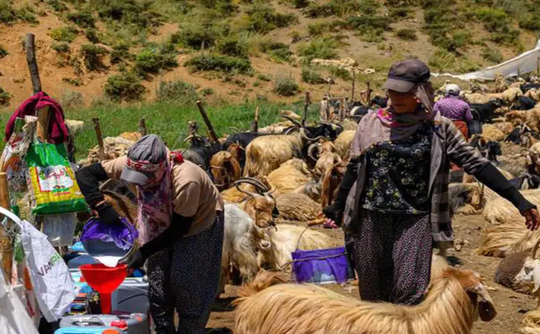 Hakkari Dağlarında Yeni Dönem: Kürt Çobanlar Topraklarına Dönüyor