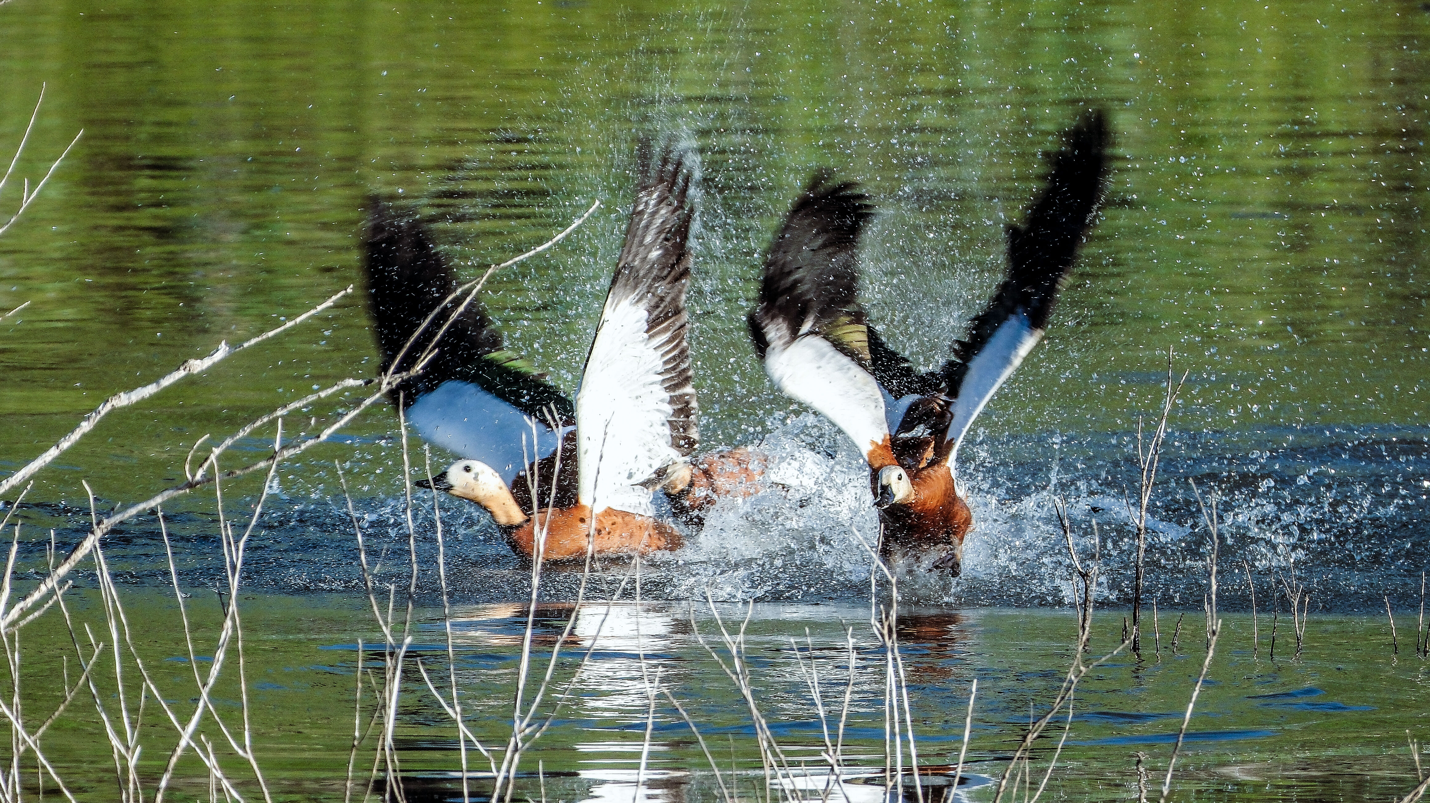 Angıtlar yavrularını Kars Barajı'nda büyütüyor 3