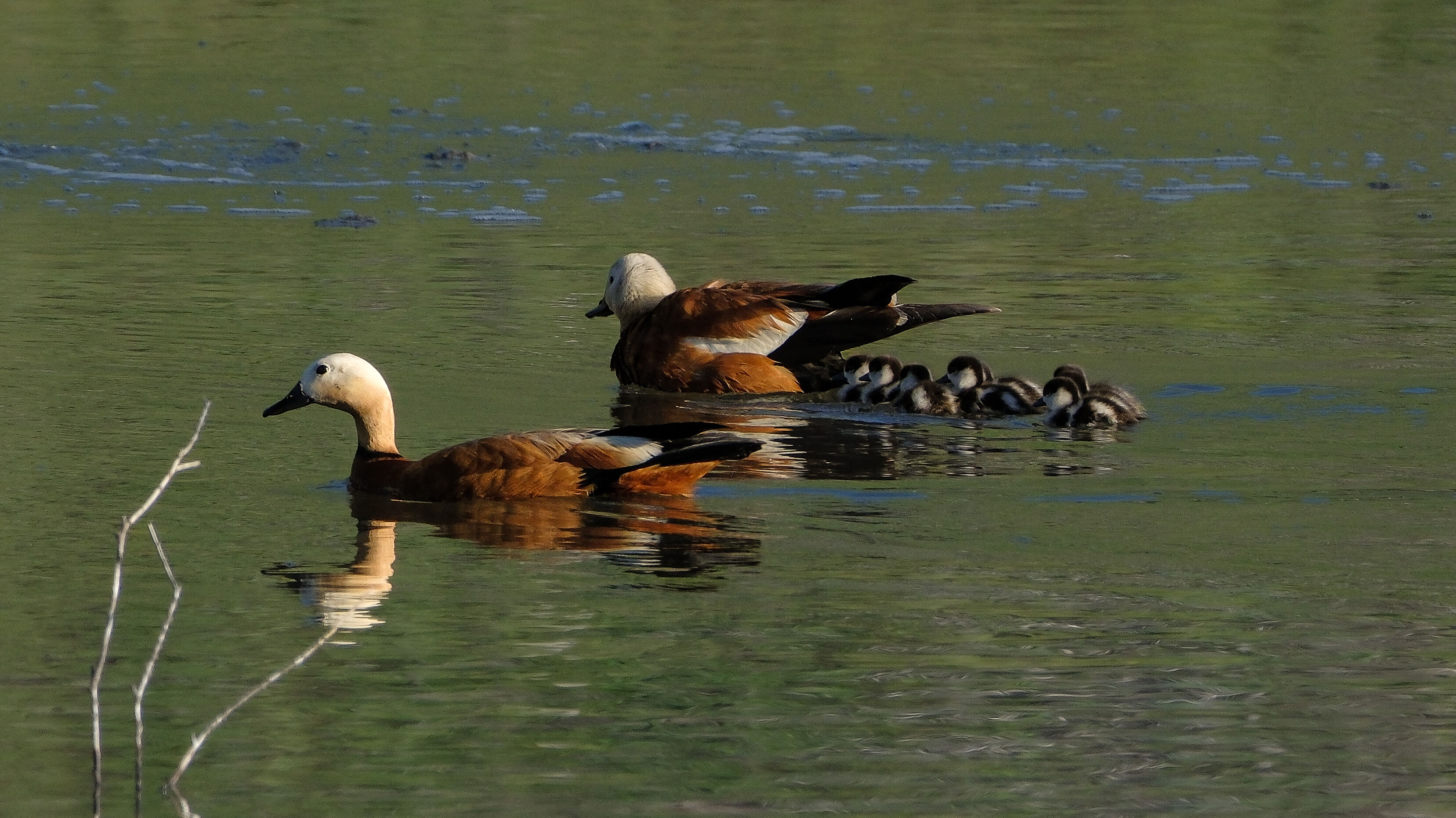 Angıtlar yavrularını Kars Barajı'nda büyütüyor 2