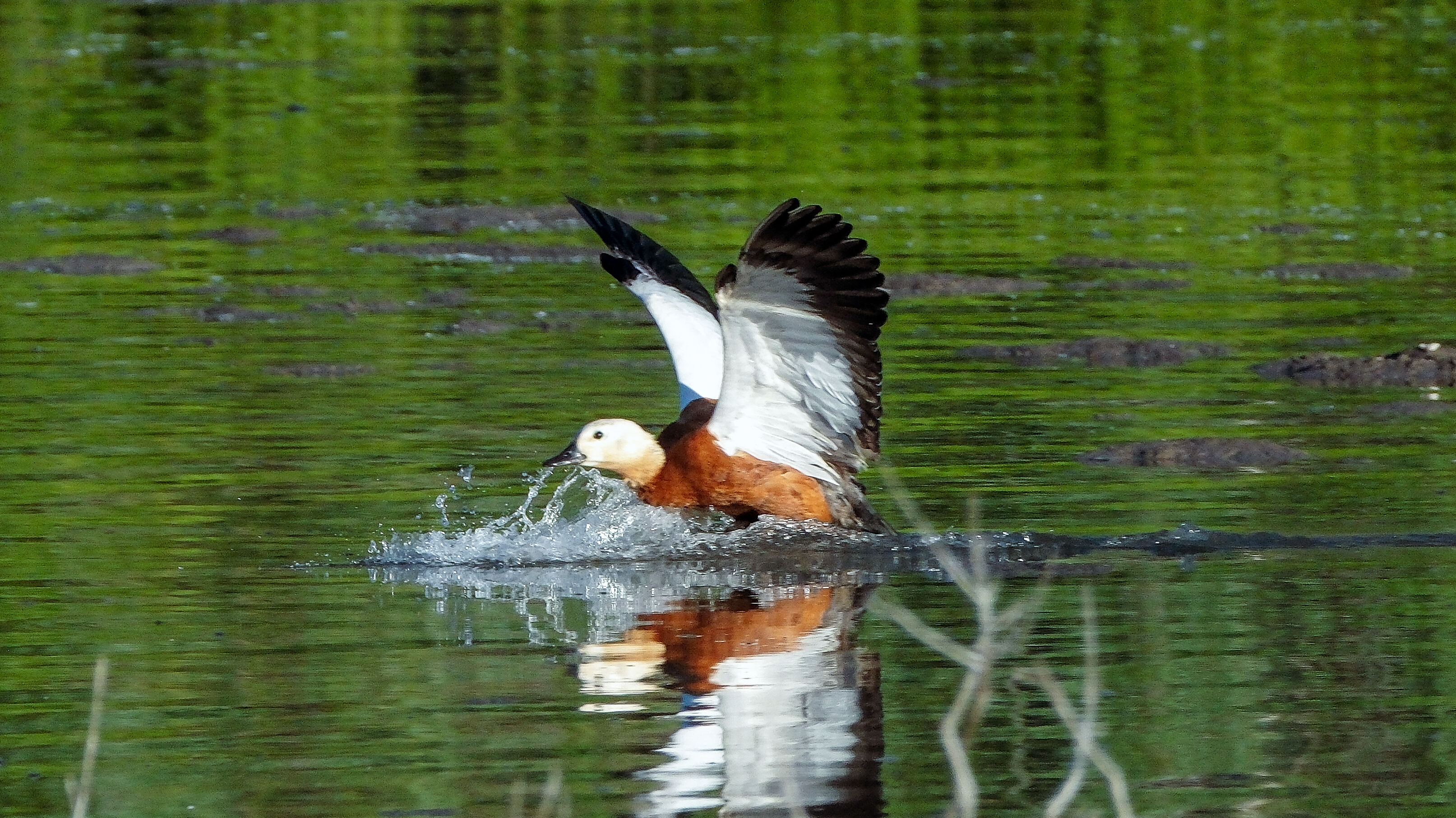 Angıtlar yavrularını Kars Barajı'nda büyütüyor 4