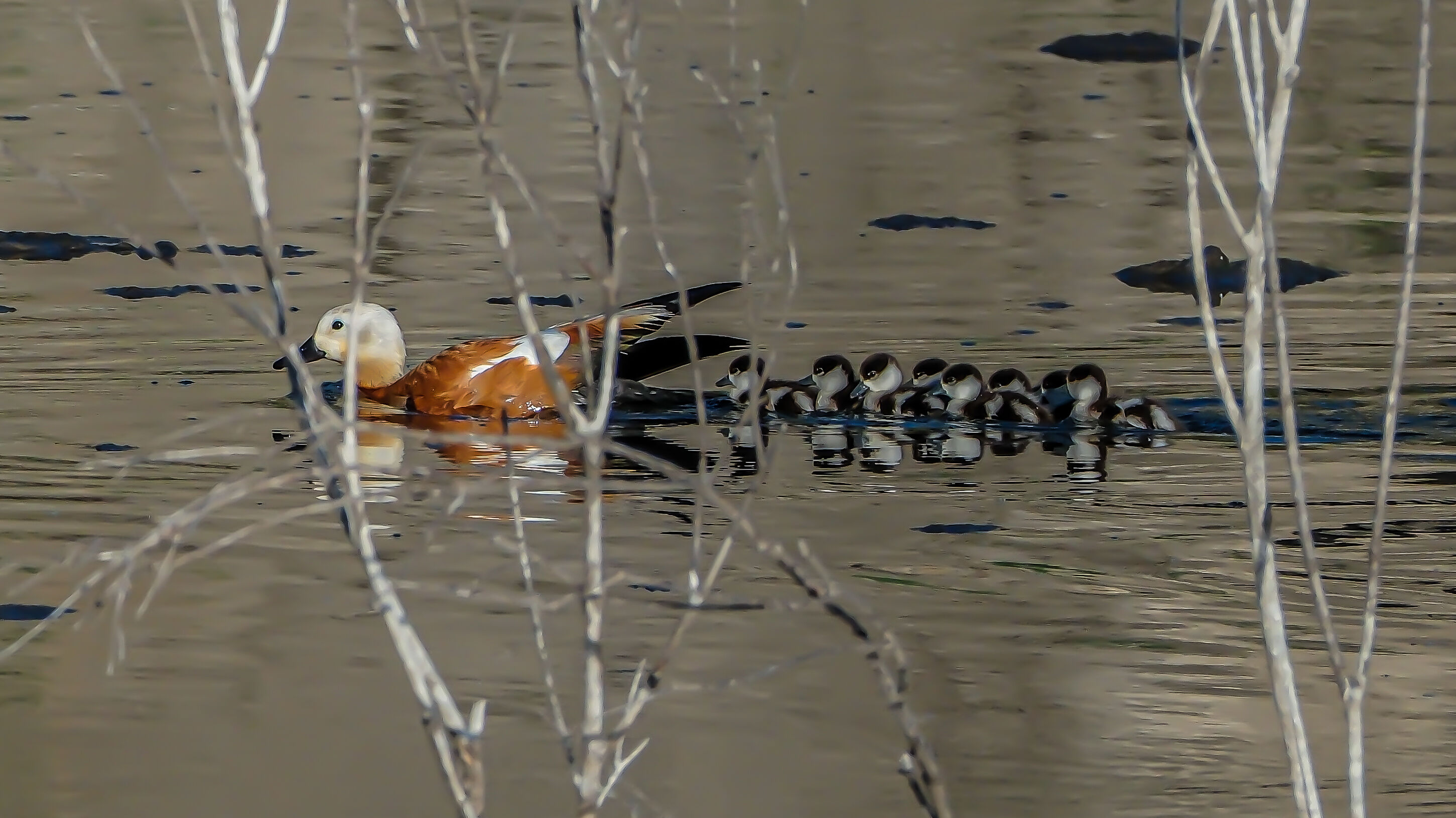 Angıtlar yavrularını Kars Barajı'nda büyütüyor 5