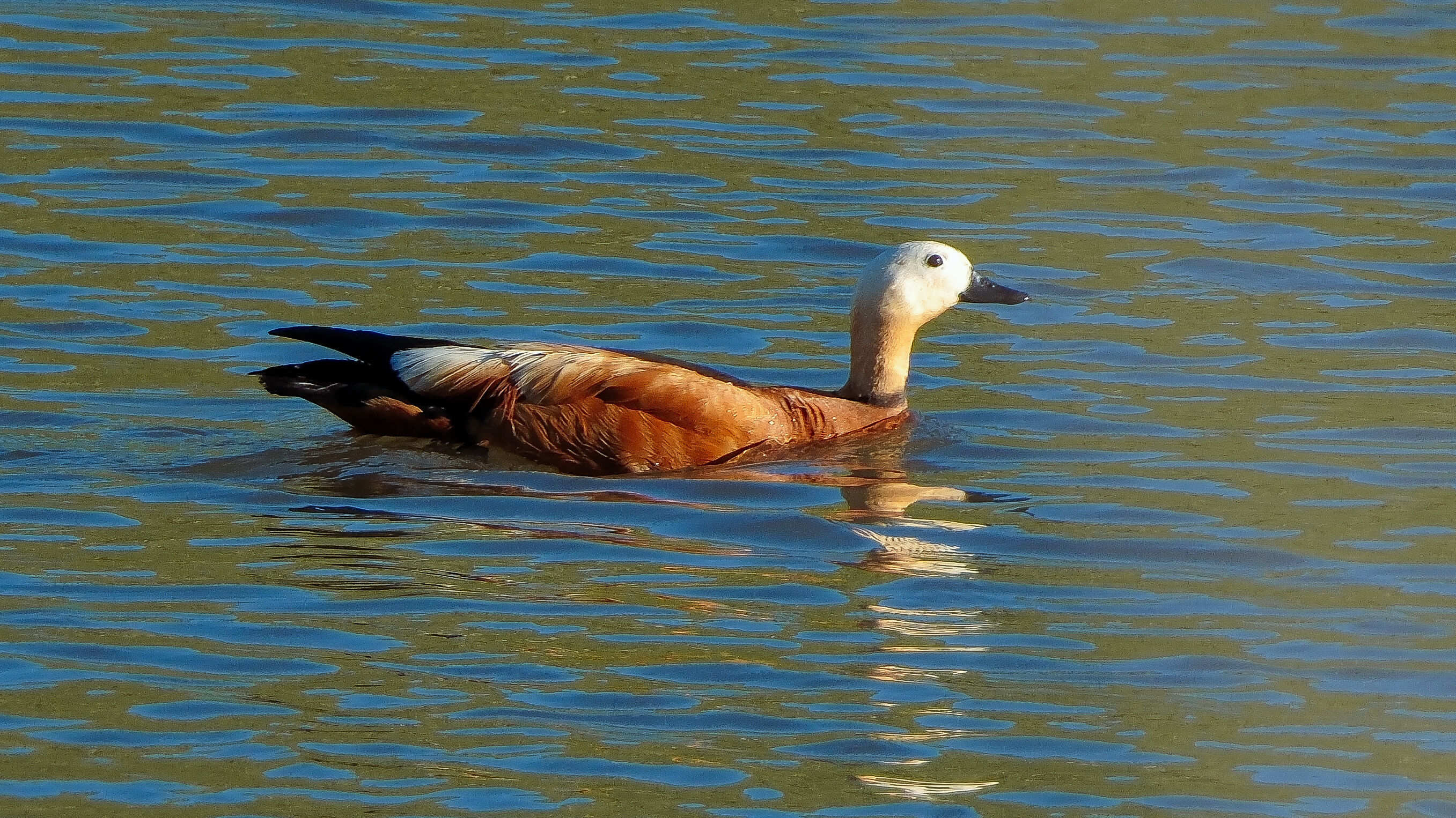 Angıtlar yavrularını Kars Barajı'nda büyütüyor 6