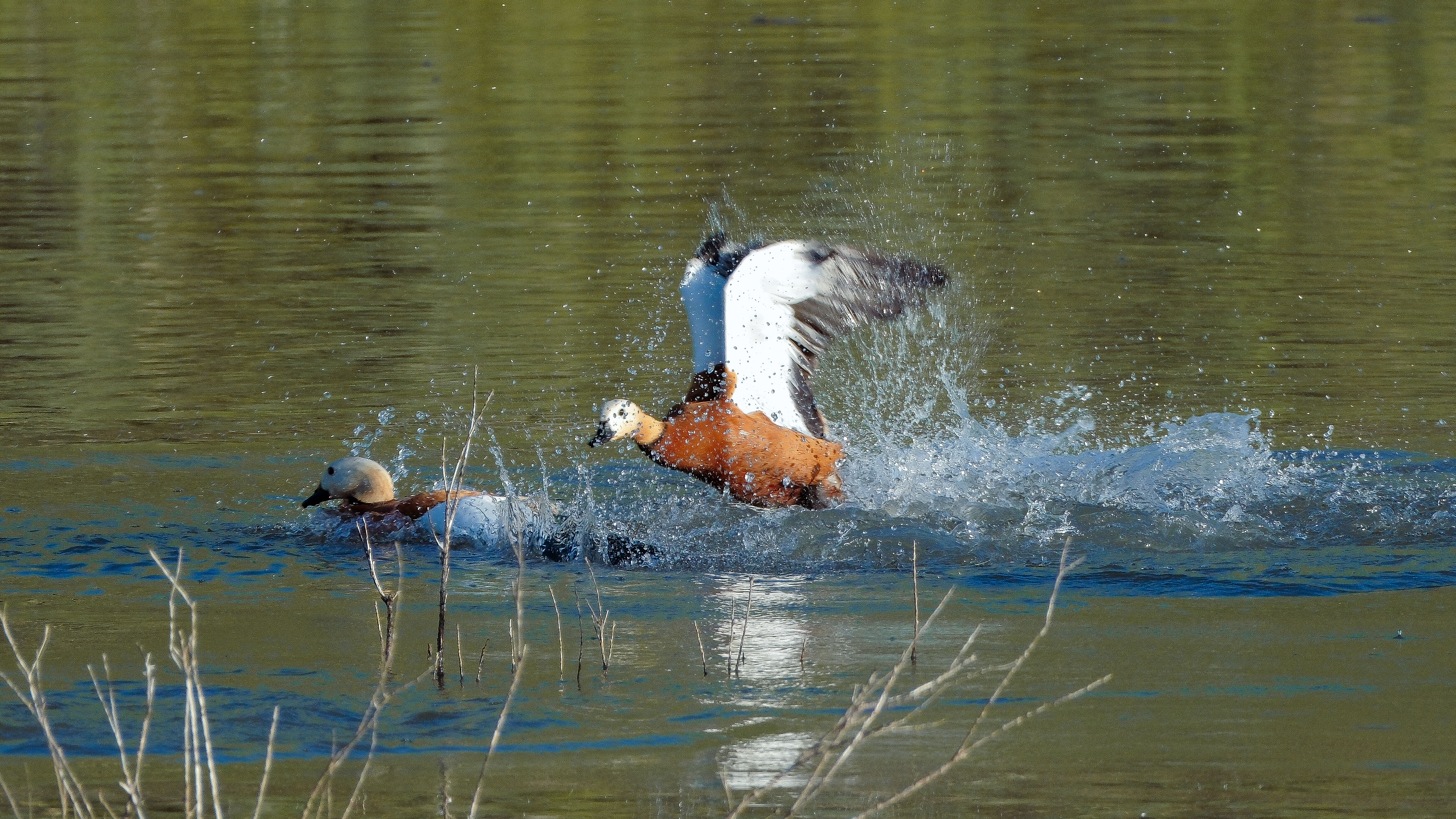 Angıtlar yavrularını Kars Barajı'nda büyütüyor 7