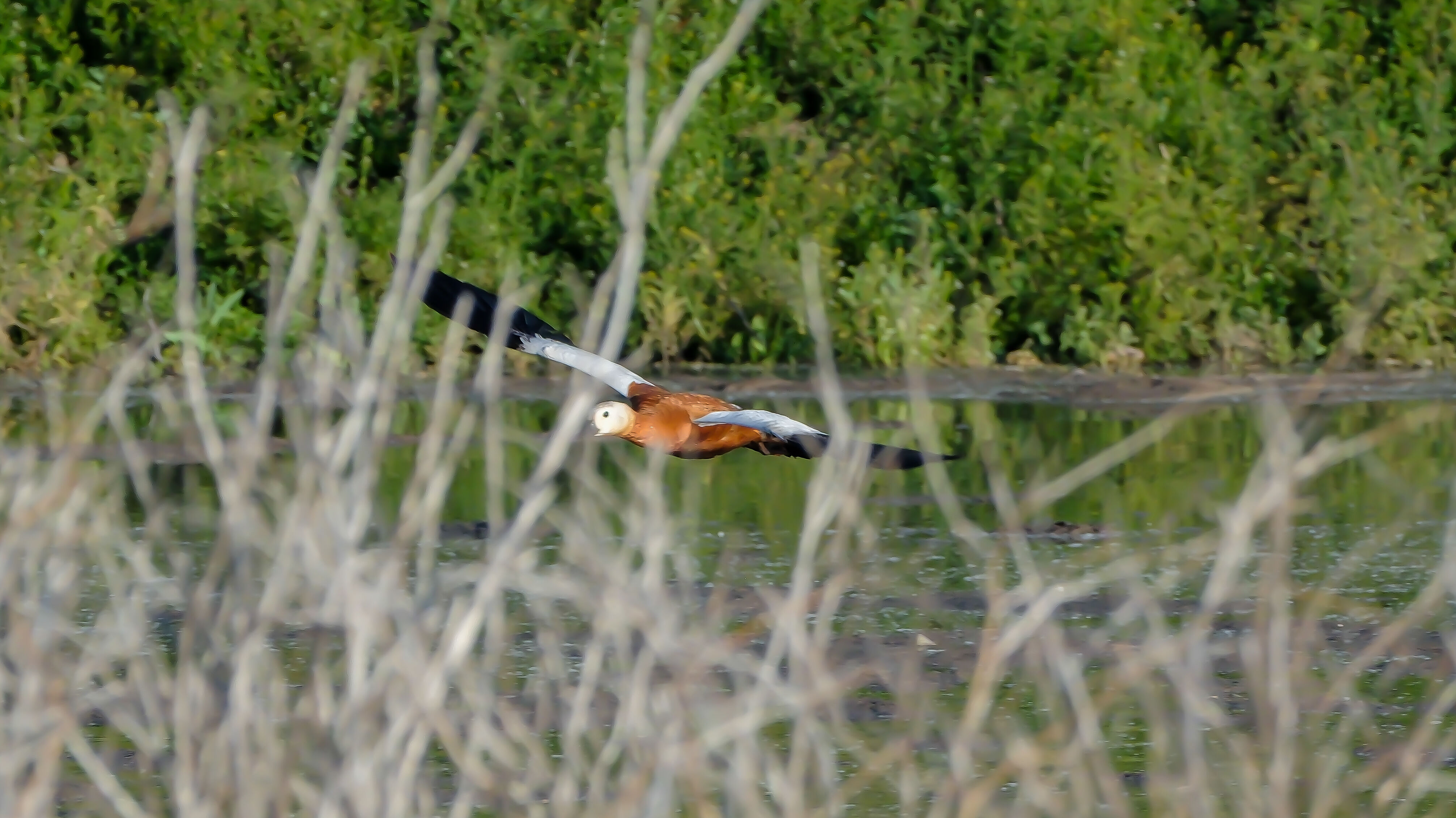Angıtlar yavrularını Kars Barajı'nda büyütüyor 8