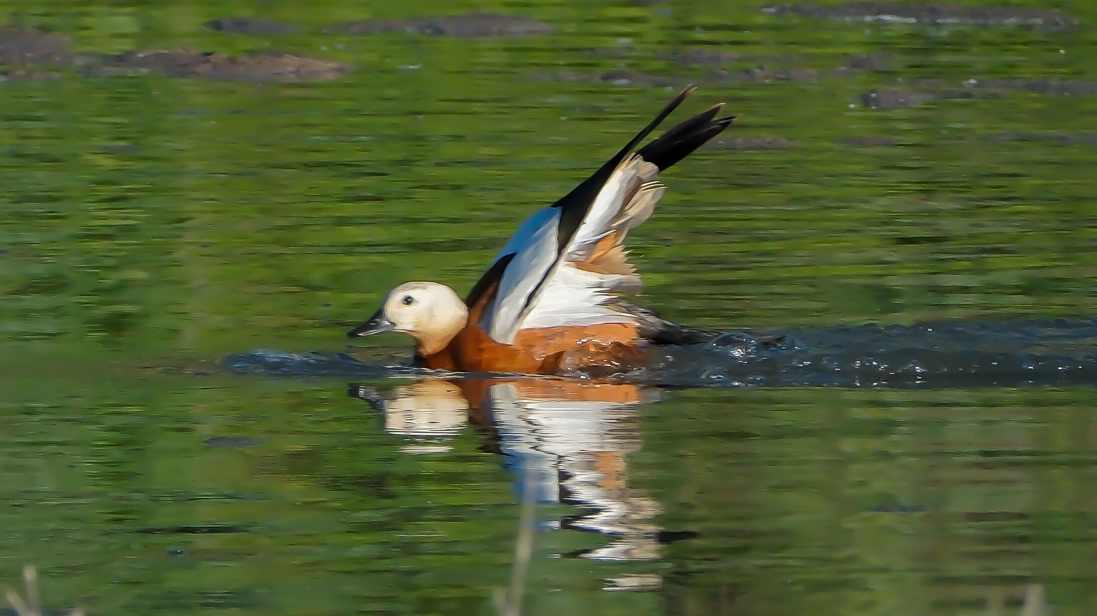 Angıtlar yavrularını Kars Barajı'nda büyütüyor 9