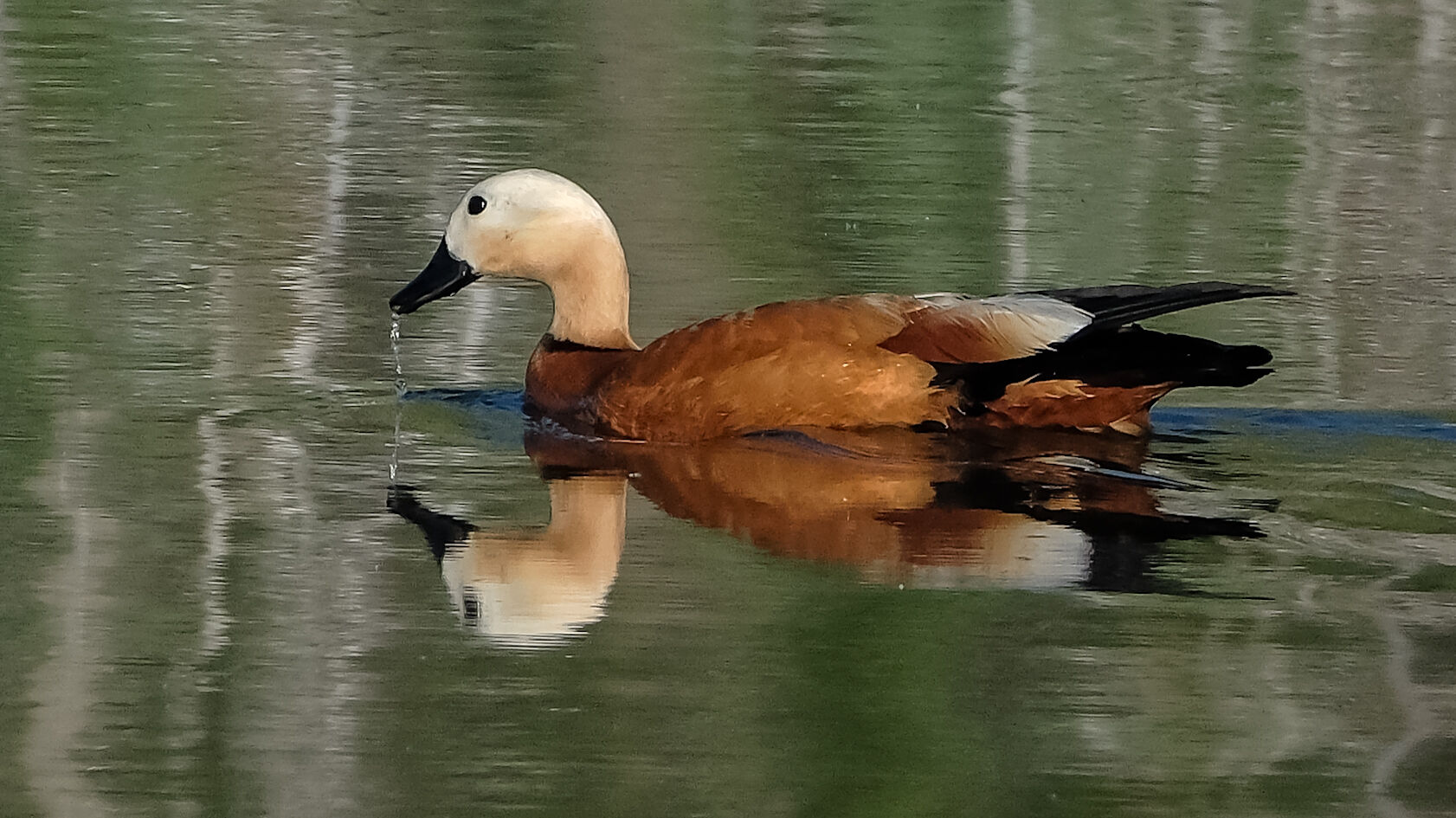Angıtlar yavrularını Kars Barajı'nda büyütüyor 10