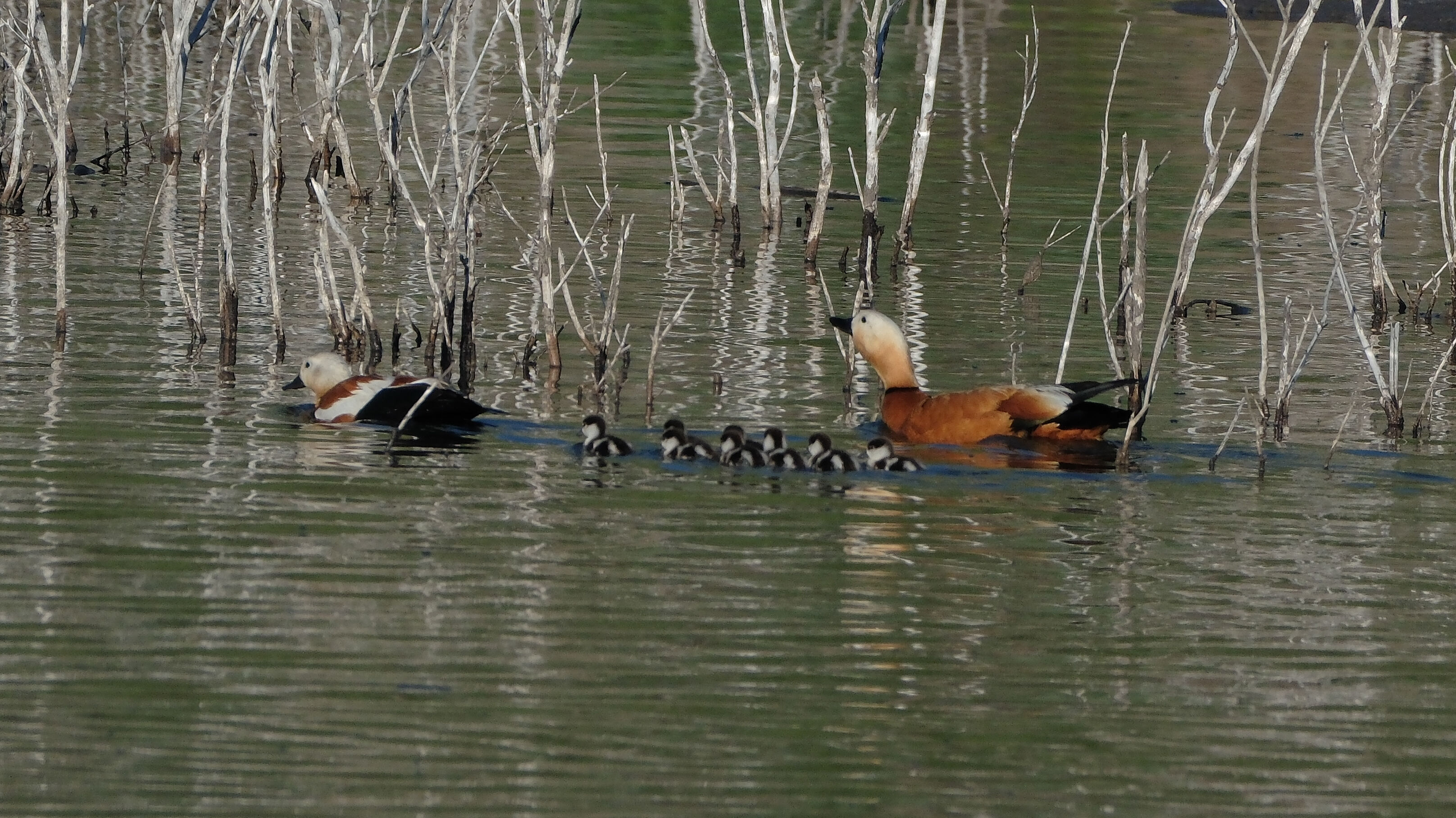 Angıtlar yavrularını Kars Barajı'nda büyütüyor 11